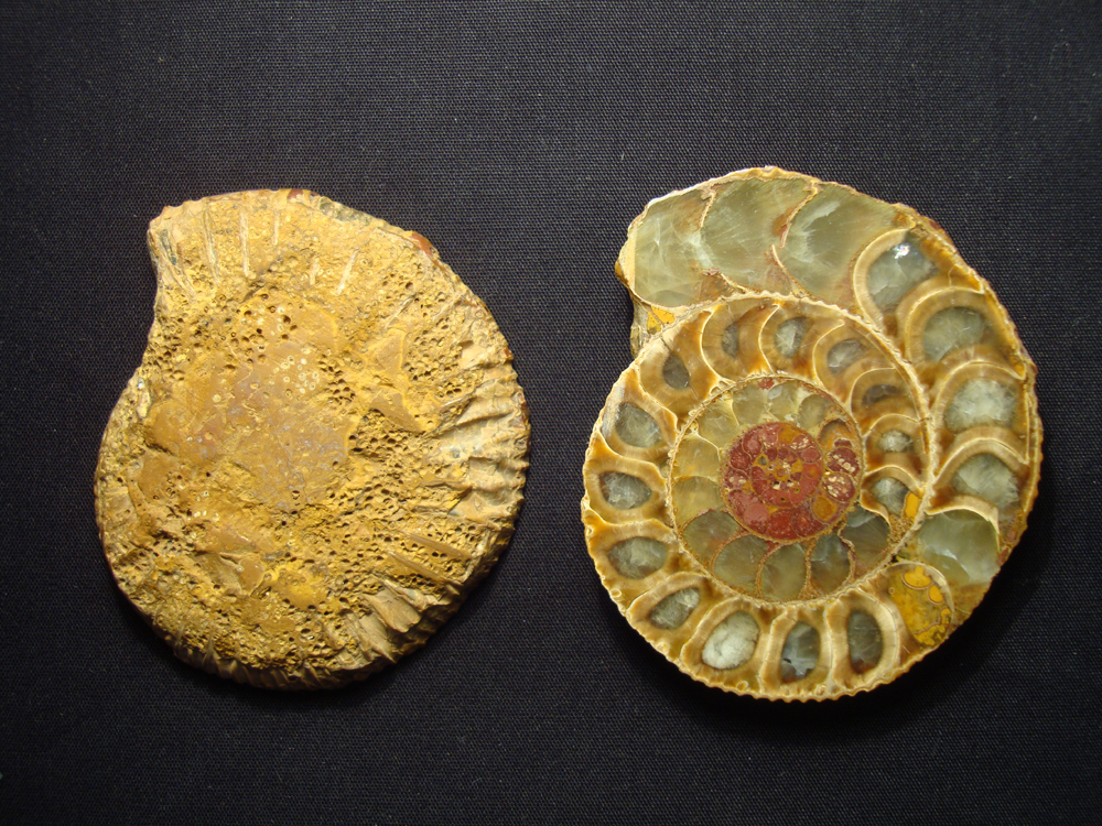 Ammonite DSC07328