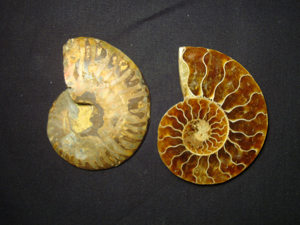 Ammonite DSC07331