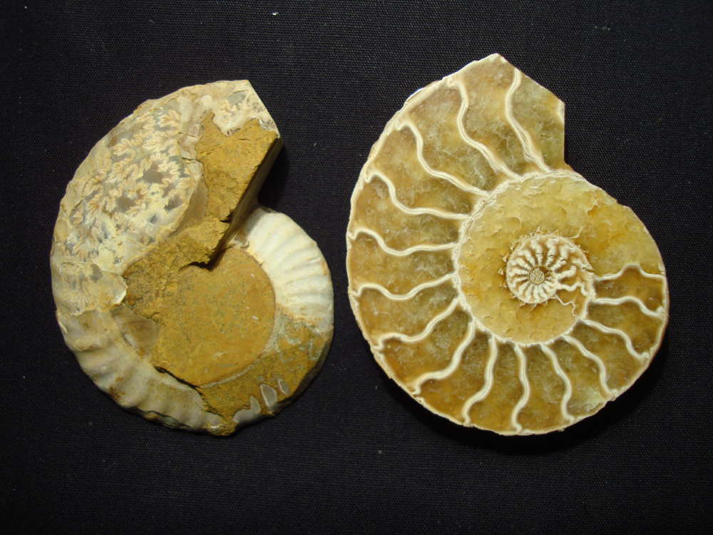 Ammonite DSC07335
