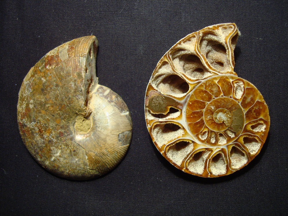 Ammonite DSC07336
