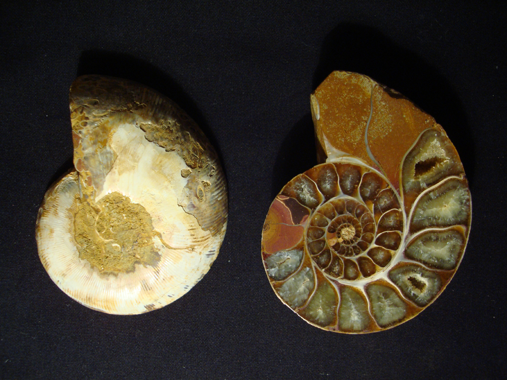 Ammonite DSC07346