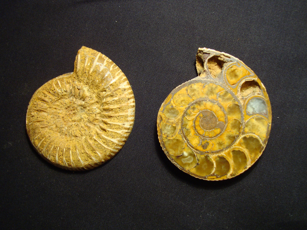 Ammonite DSC07347