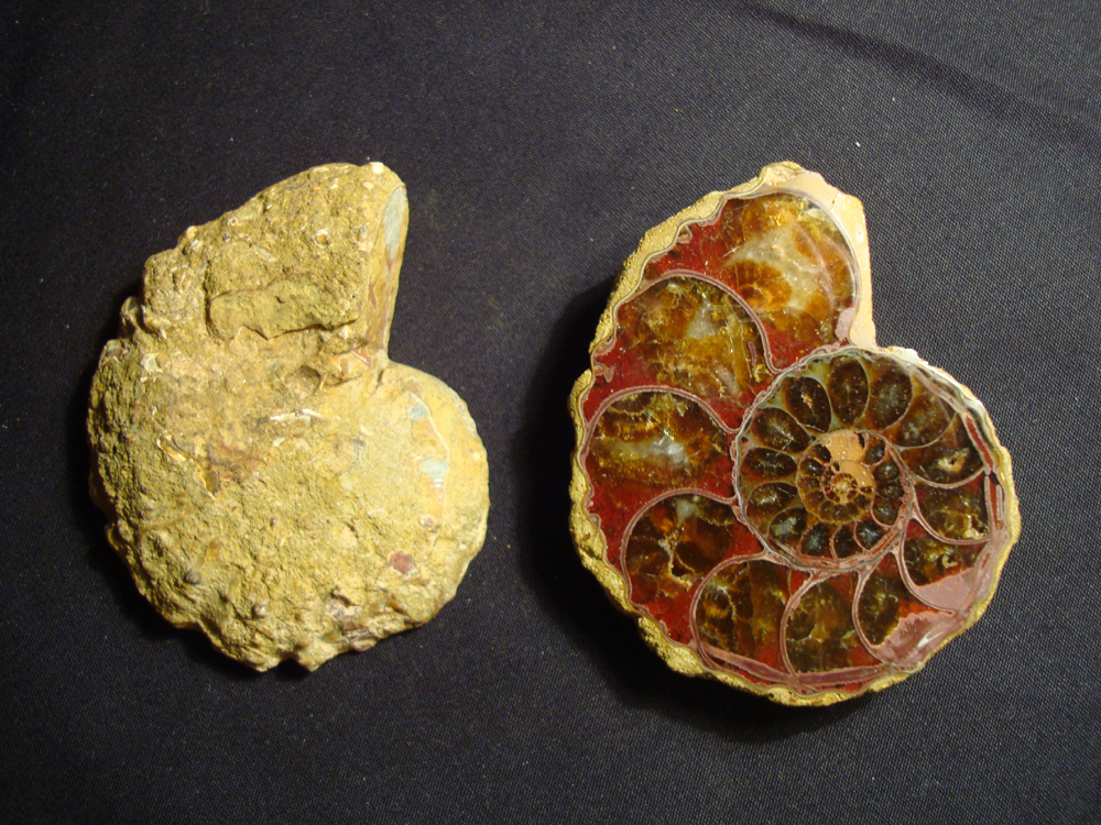 Ammonite DSC07349