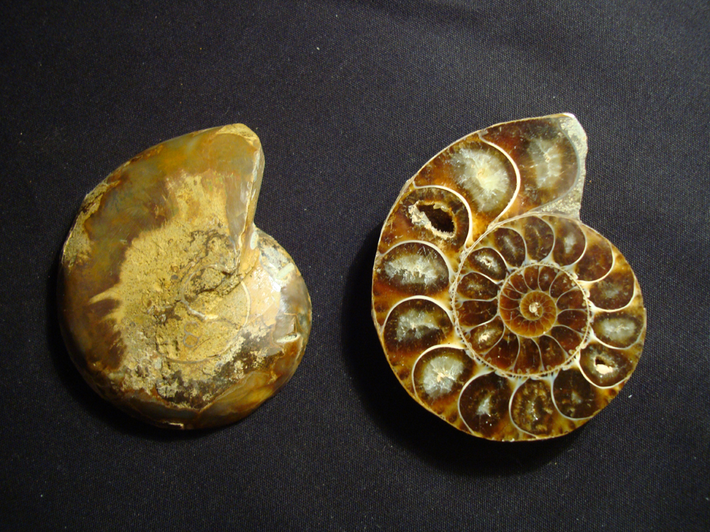 Ammonite DSC07350