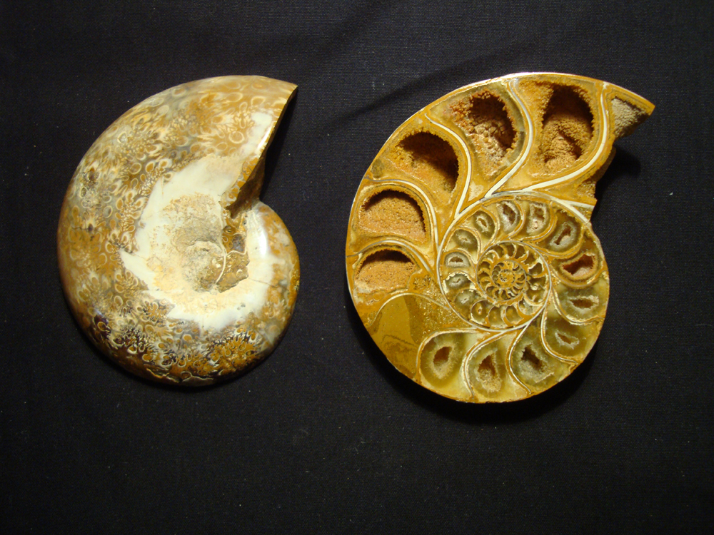 Ammonite DSC07354