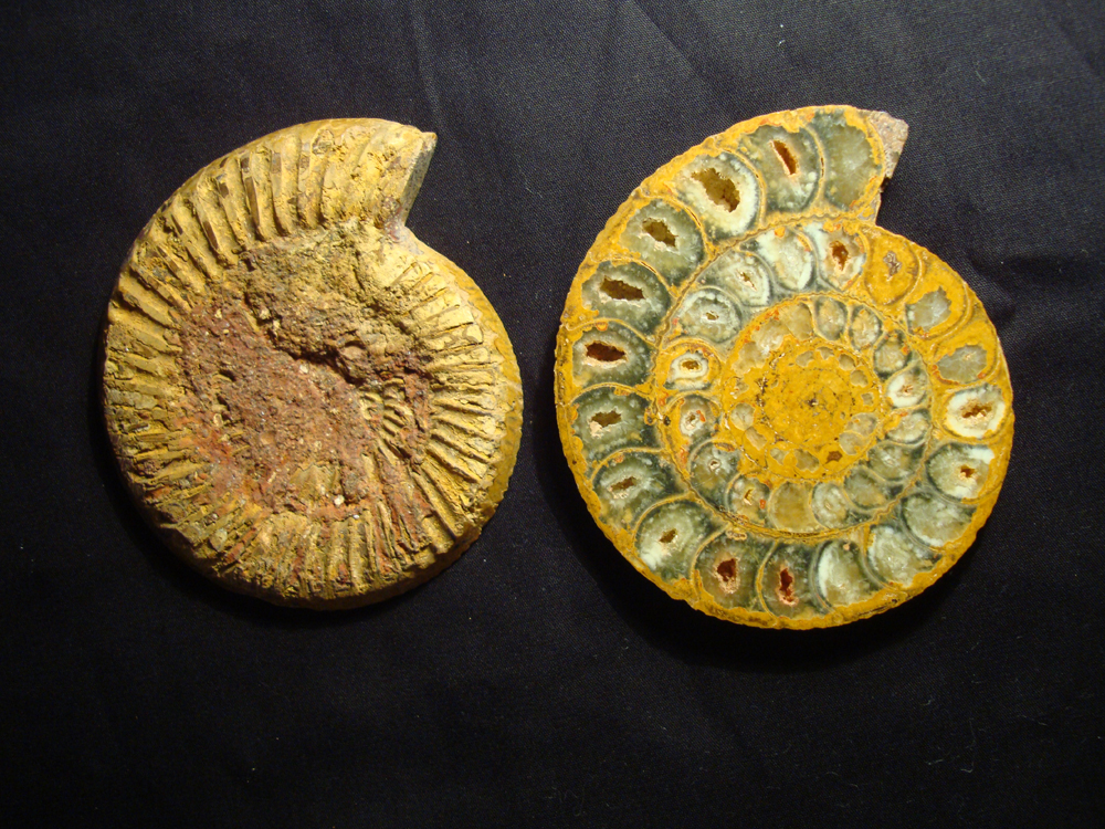 Ammonite DSC07360