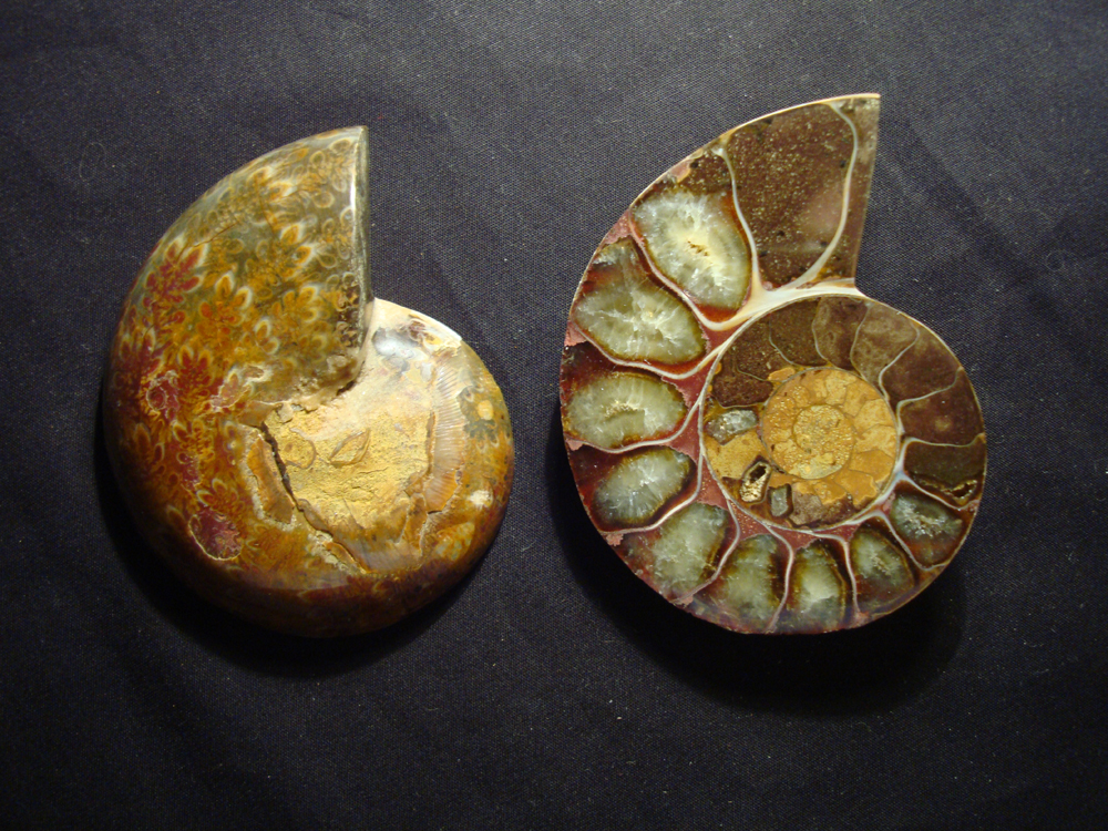 Ammonite DSC07369