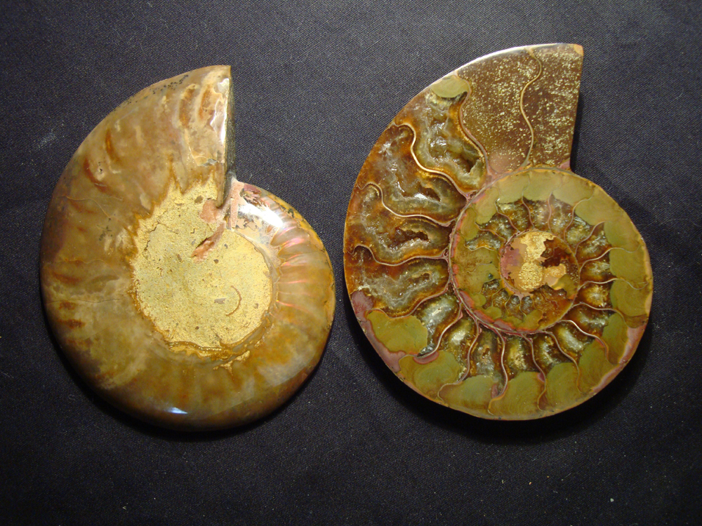 Ammonite DSC07371