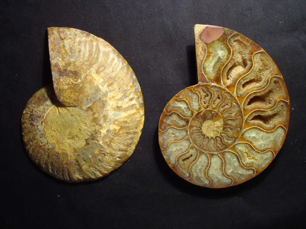 Ammonite DSC07373