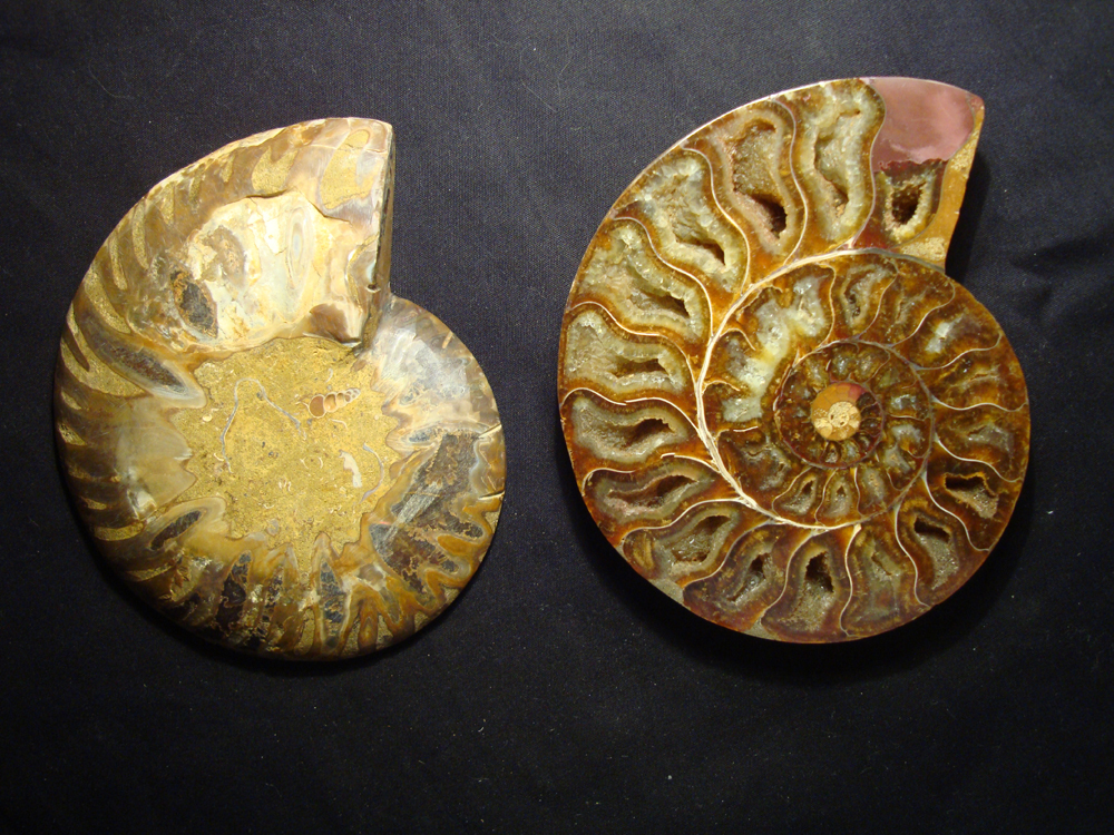Ammonite DSC07374