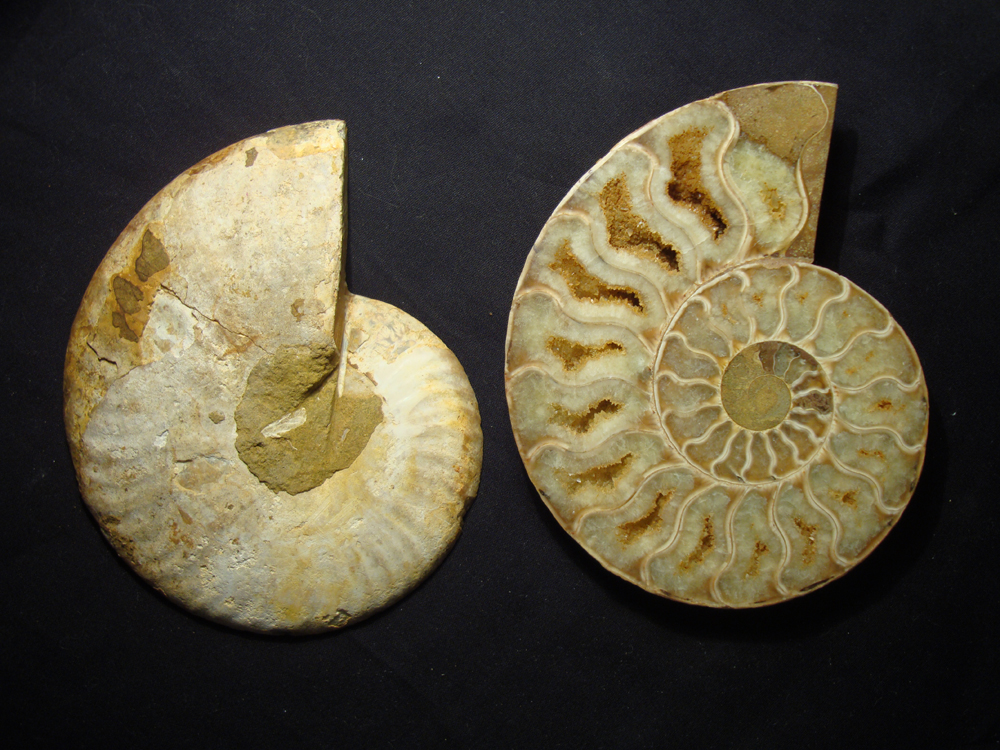 Ammonite DSC07375