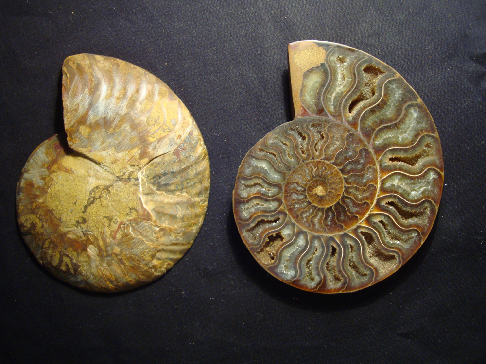Ammonite DSC07376