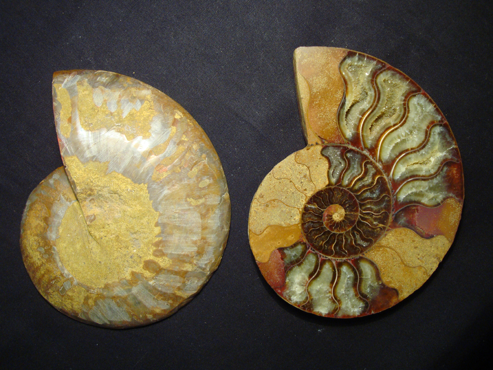 Ammonite DSC07378