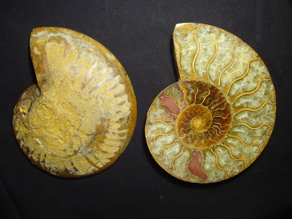 Ammonite DSC07379