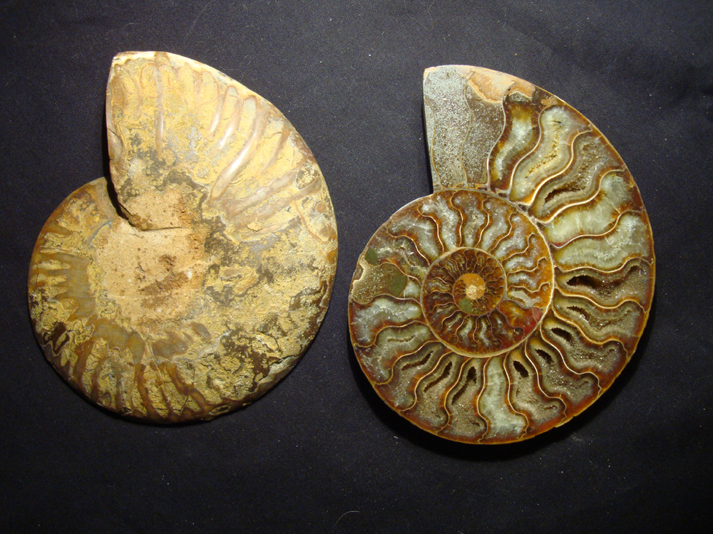 Ammonite DSC07380