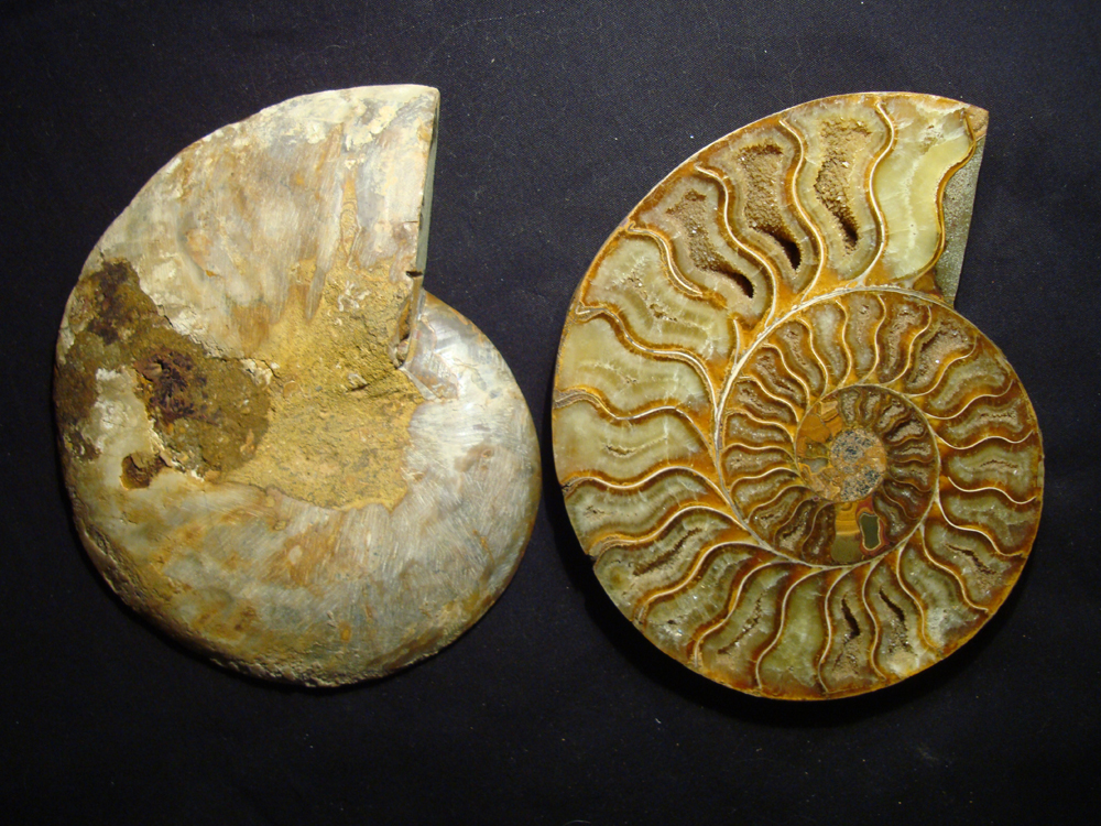 Ammonite DSC07381