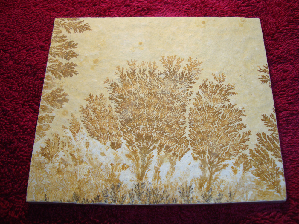 Dendrite DSC07388 (FRONT)