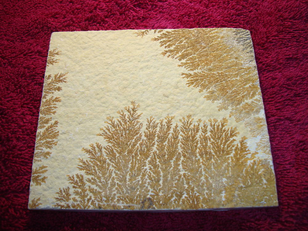 Dendrite DSC07388 (BACK)