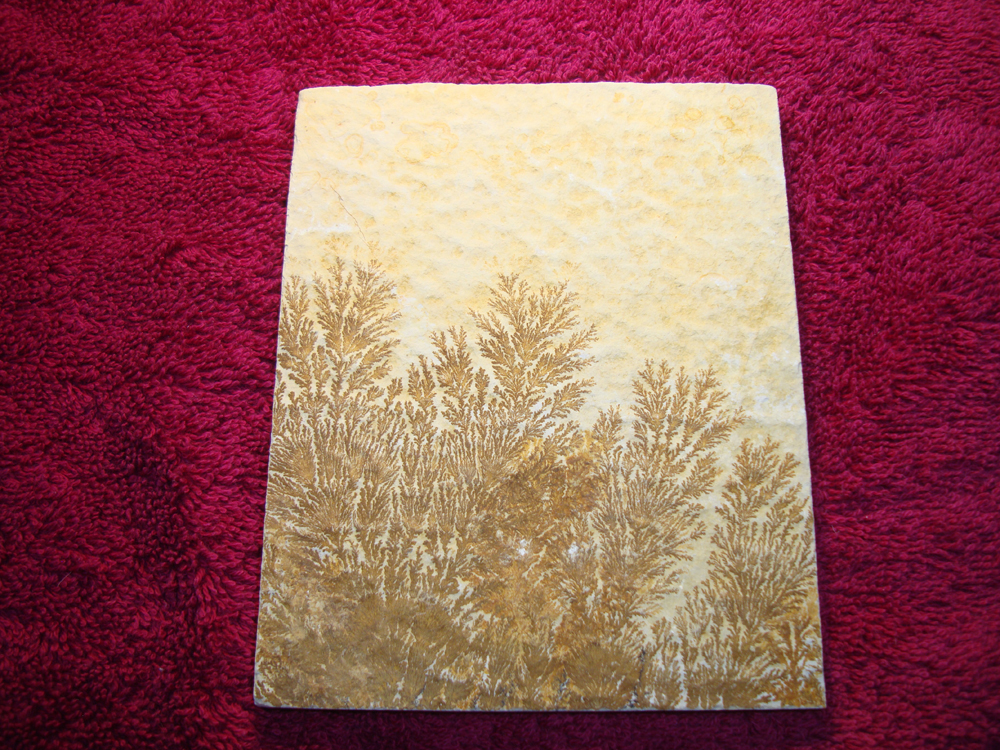 Dendrite DSC07393 (FRONT)