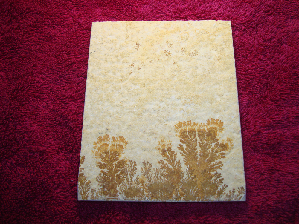 Dendrite DSC07393 (BACK)