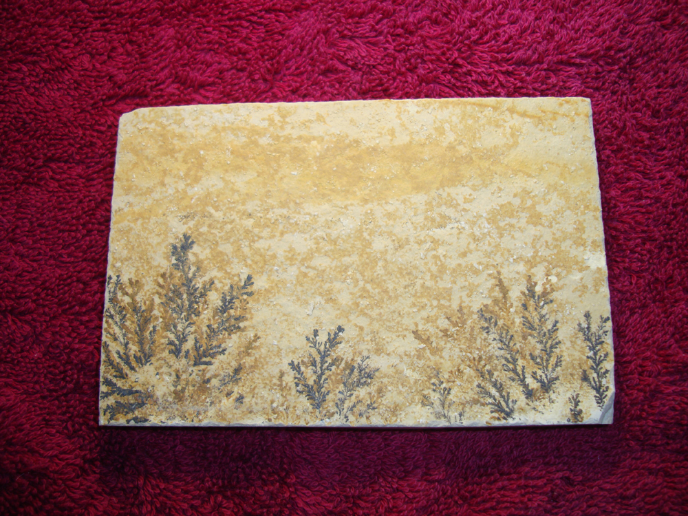 Dendrite DSC07395 (BACK)