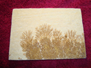 Dendrite DSC07397