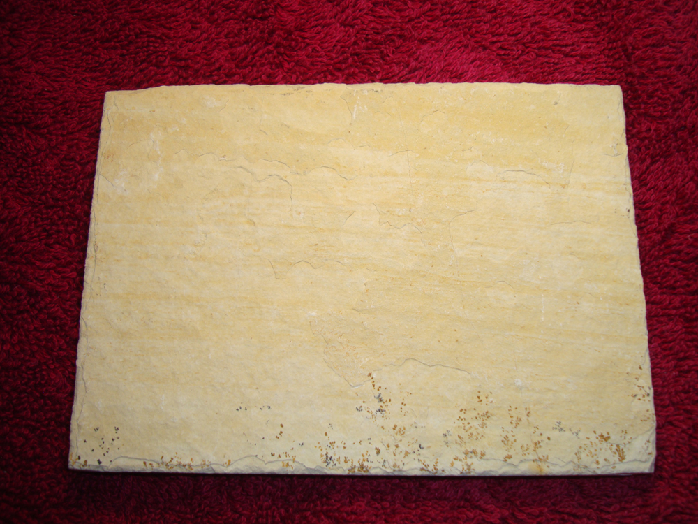 Dendrite DSC07397 (BACK)