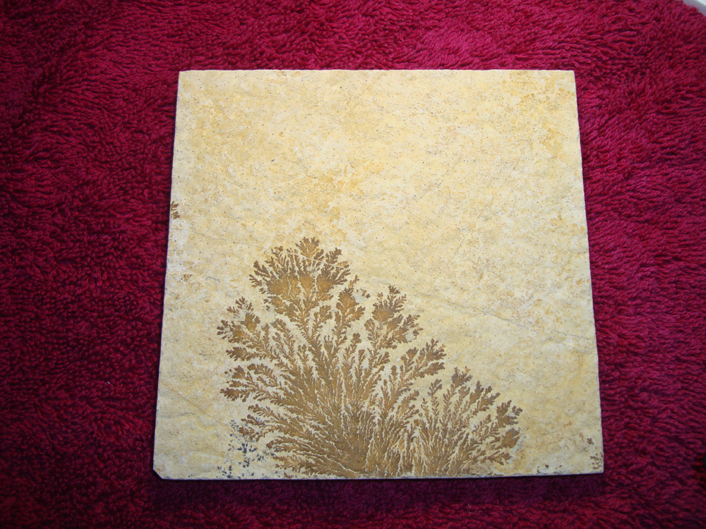 Dendrite DSC07399 (FRONT)