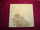 Dendrite DSC07399