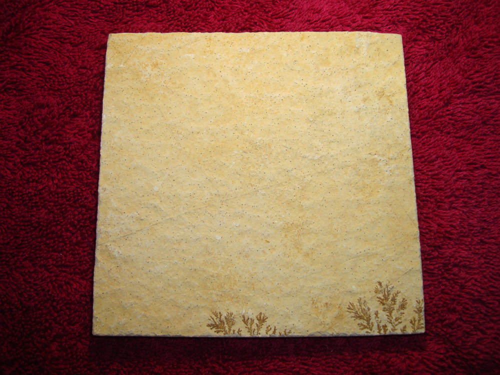 Dendrite DSC07399 (BACK)