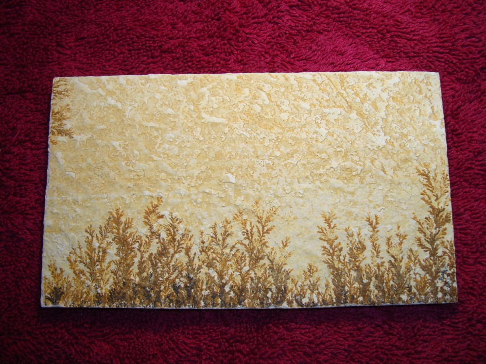 Dendrite DSC07401 (FRONT)