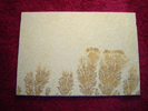 Dendrite DSC07403