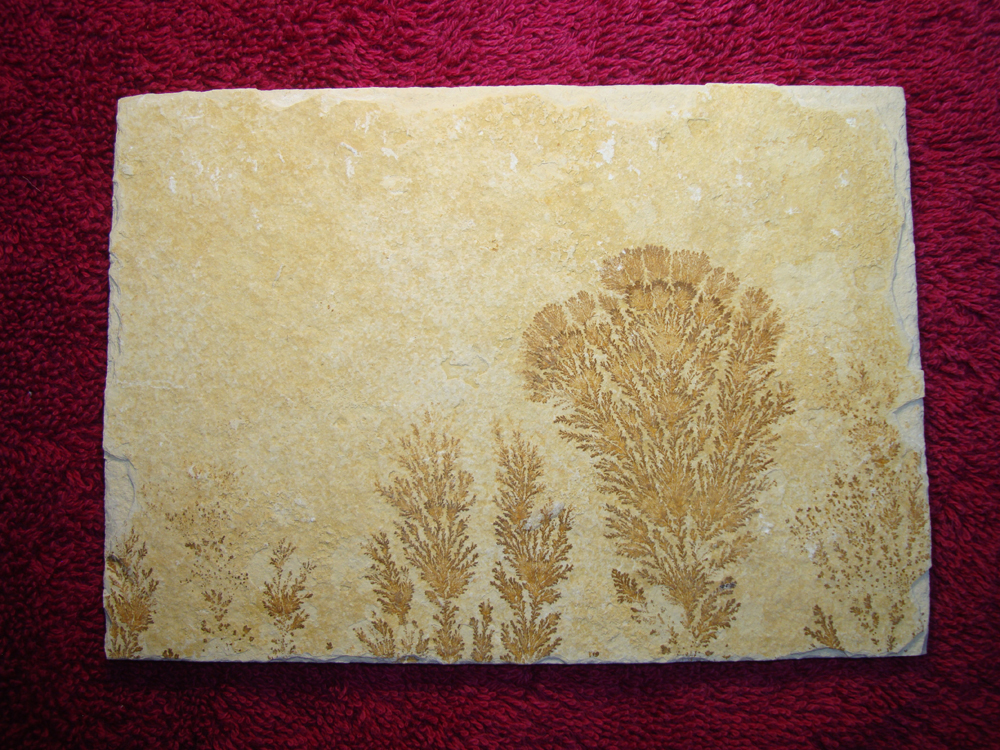 Dendrite DSC07403 (BACK)