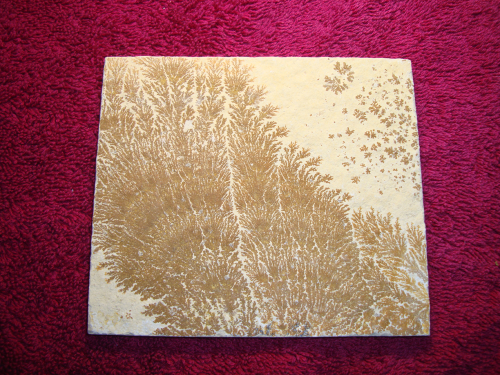 Dendrite DSC07405 (FRONT)