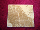Dendrite DSC07405