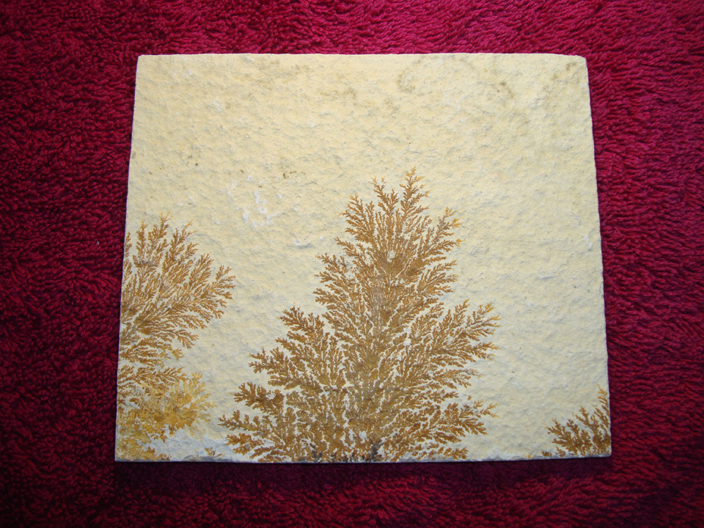 Dendrite DSC07405 (BACK)