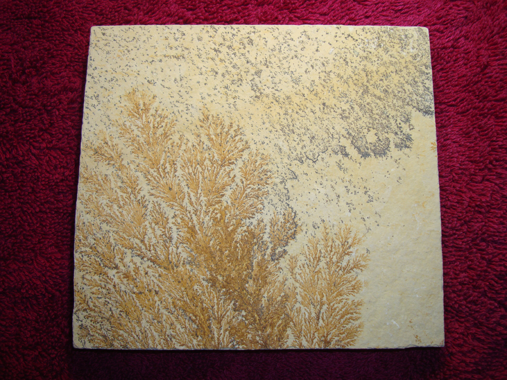 Dendrite DSC07407 (BACK)