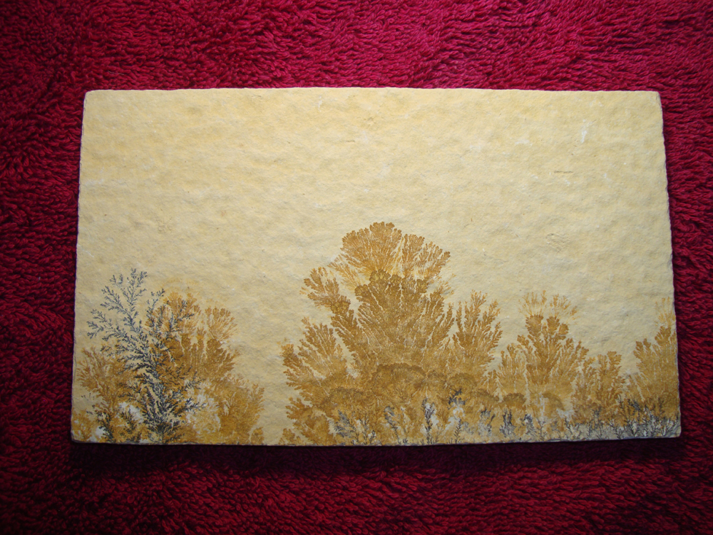Dendrite DSC07409 (FRONT)