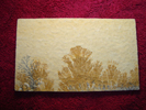 Dendrite DSC07409