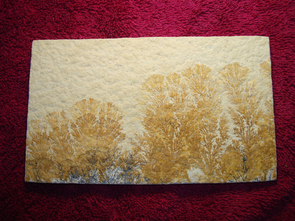 Dendrite DSC07409 (BACK)