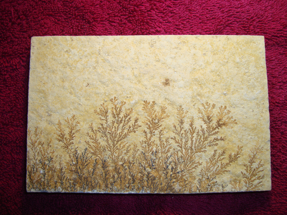 Dendrite DSC07411 (FRONT)