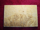 Dendrite DSC07411