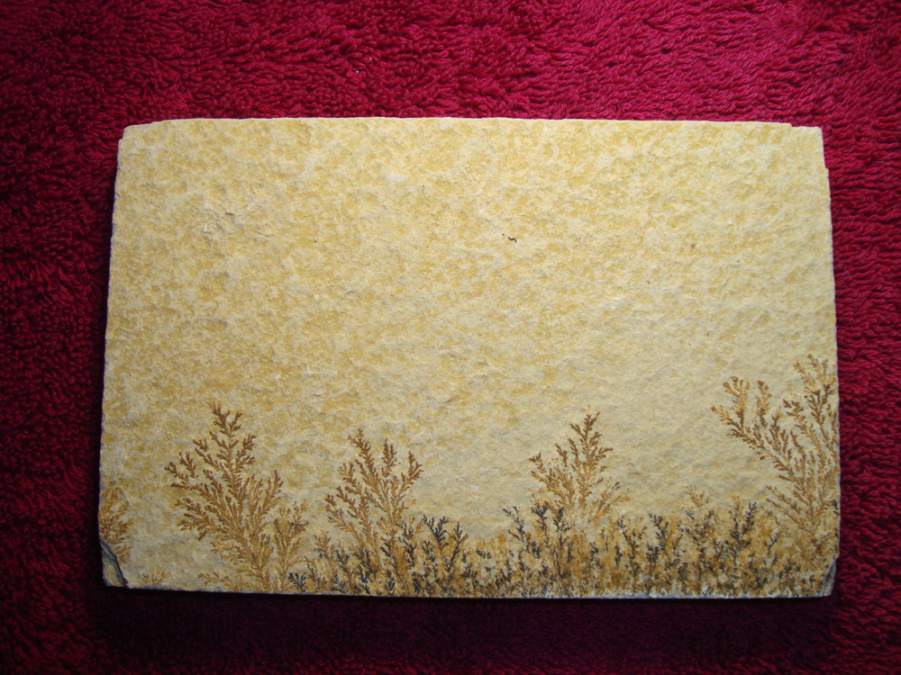 Dendrite DSC07411 (BACK)