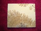 Dendrite DSC07413