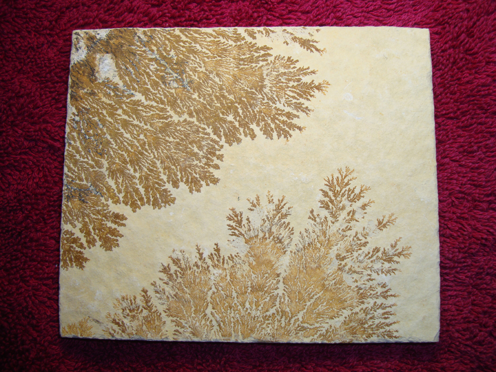 Dendrite DSC07413 (BACK)