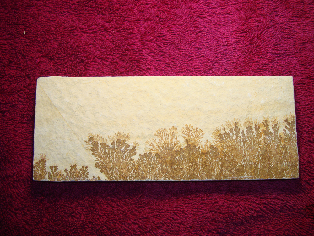 Dendrite DSC07415 (FRONT)