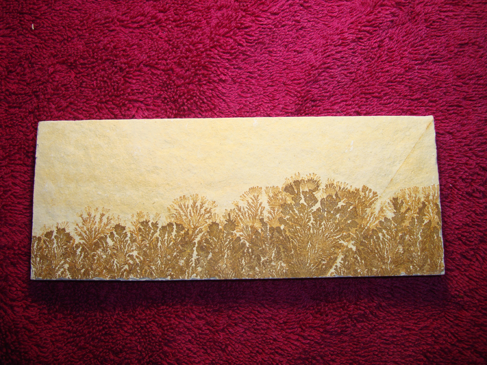 Dendrite DSC07415 (BACK)