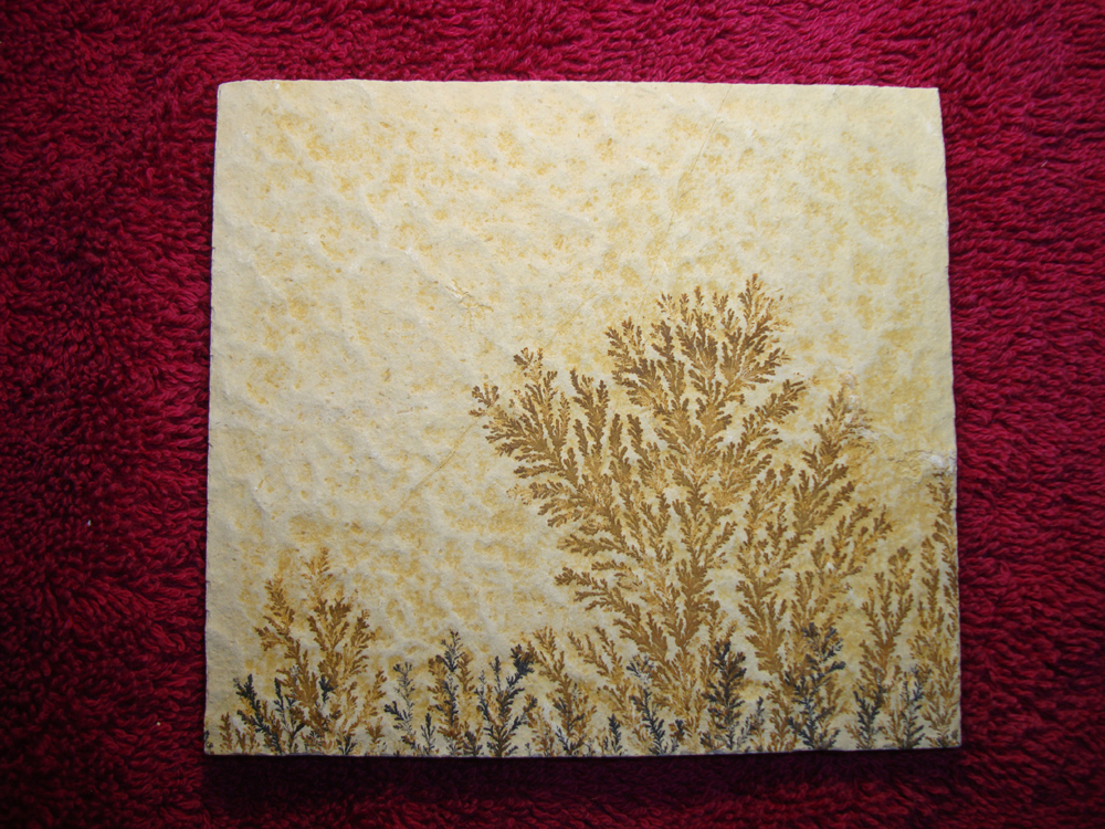 Dendrite DSC07417 (FRONT)