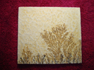 Dendrite DSC07417