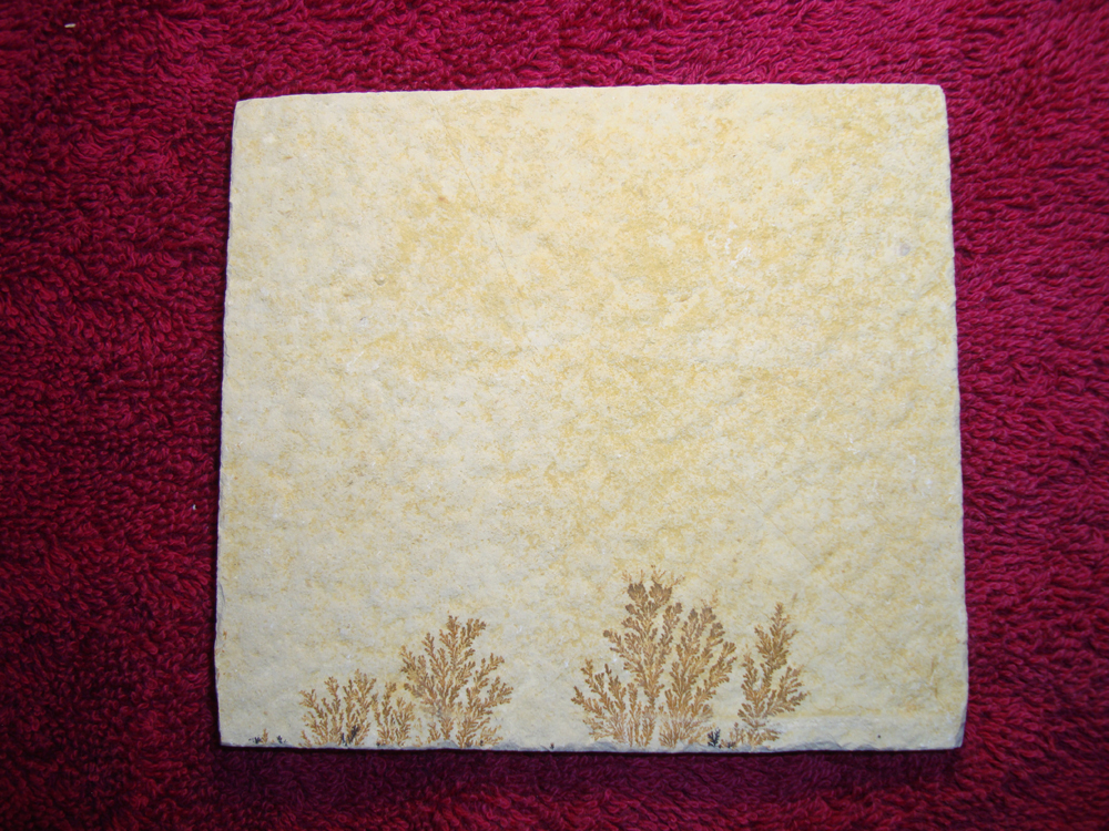 Dendrite DSC07417 (BACK)